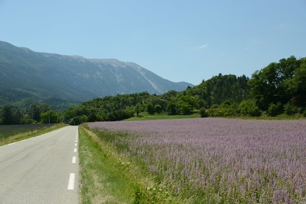 Purple Field with Mont Ventoux1